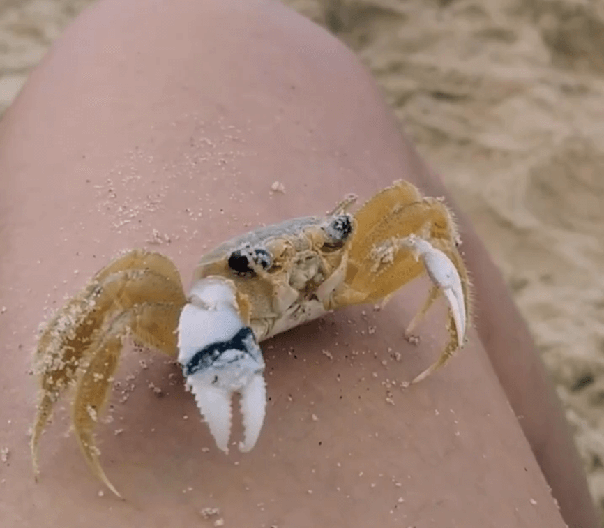 the pink lemonade crab animation