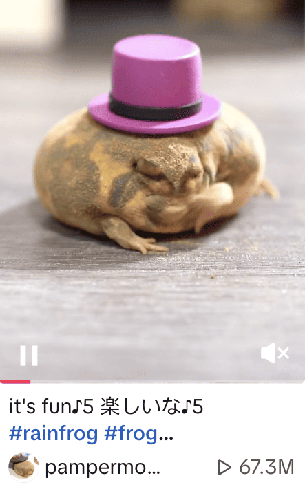 #frog a popular sustainability hashtag on TikTok