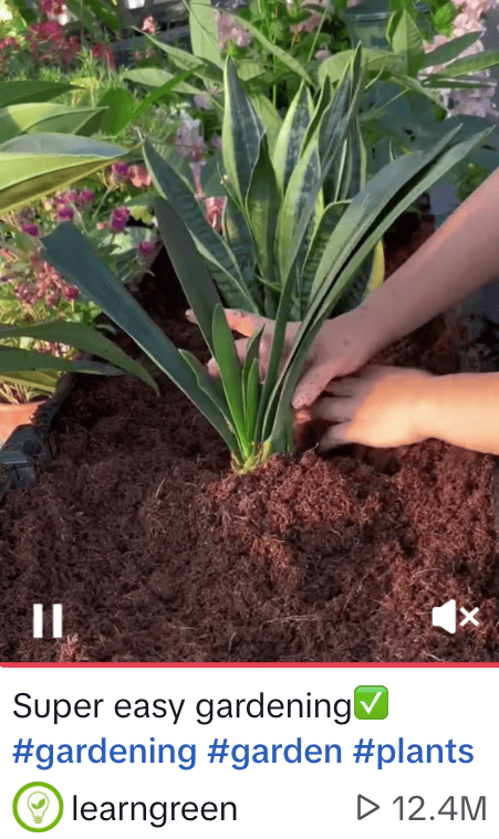 #plants popular sustainability hashtag on TikTok