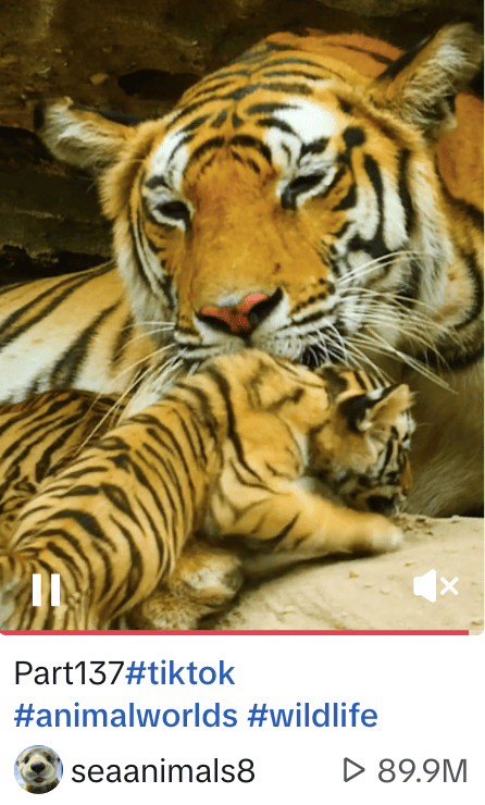 #wildlife popular sustainability hashtag on TikTok